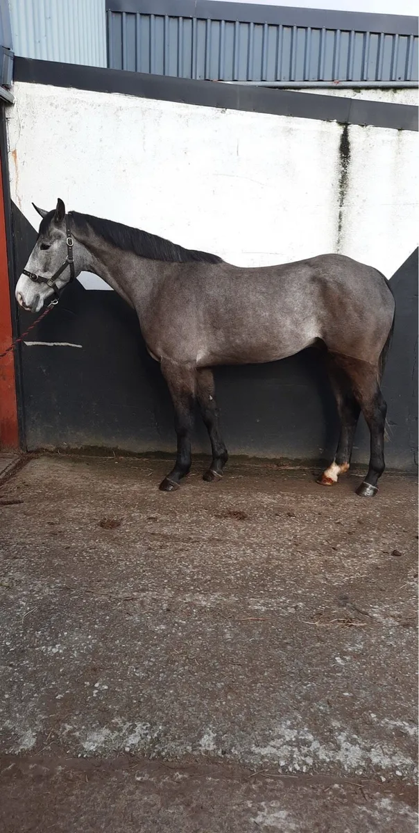 Horse clipping - Image 1