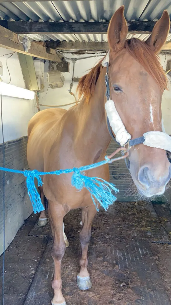 Horse clipping - Image 3