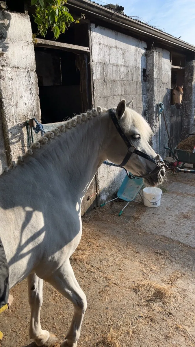 Horse clipping - Image 4