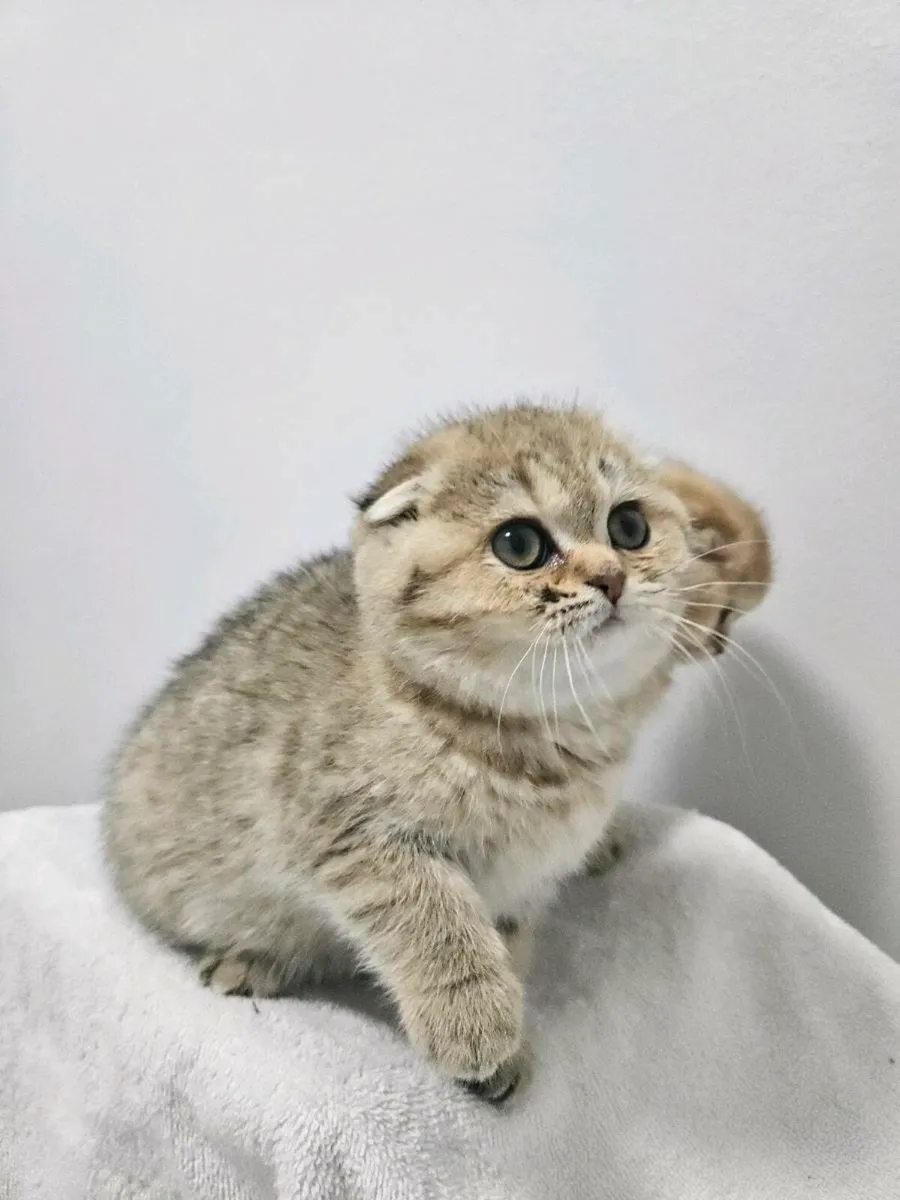 Scottish fold kittens - Image 2