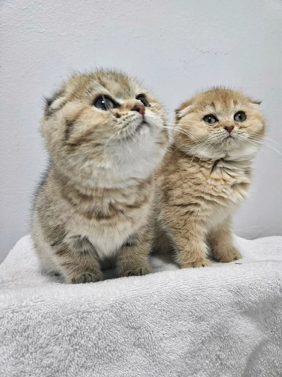 Scottish fold kittens - Image 3