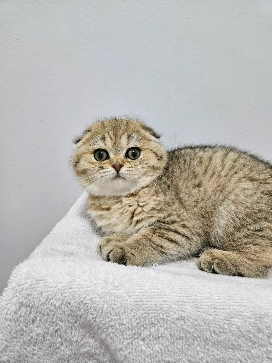 Scottish fold kittens - Image 4
