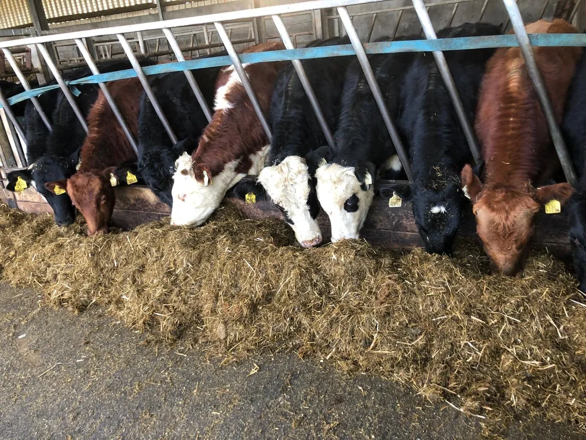 Weanling calves bulls and heifers - Image 1