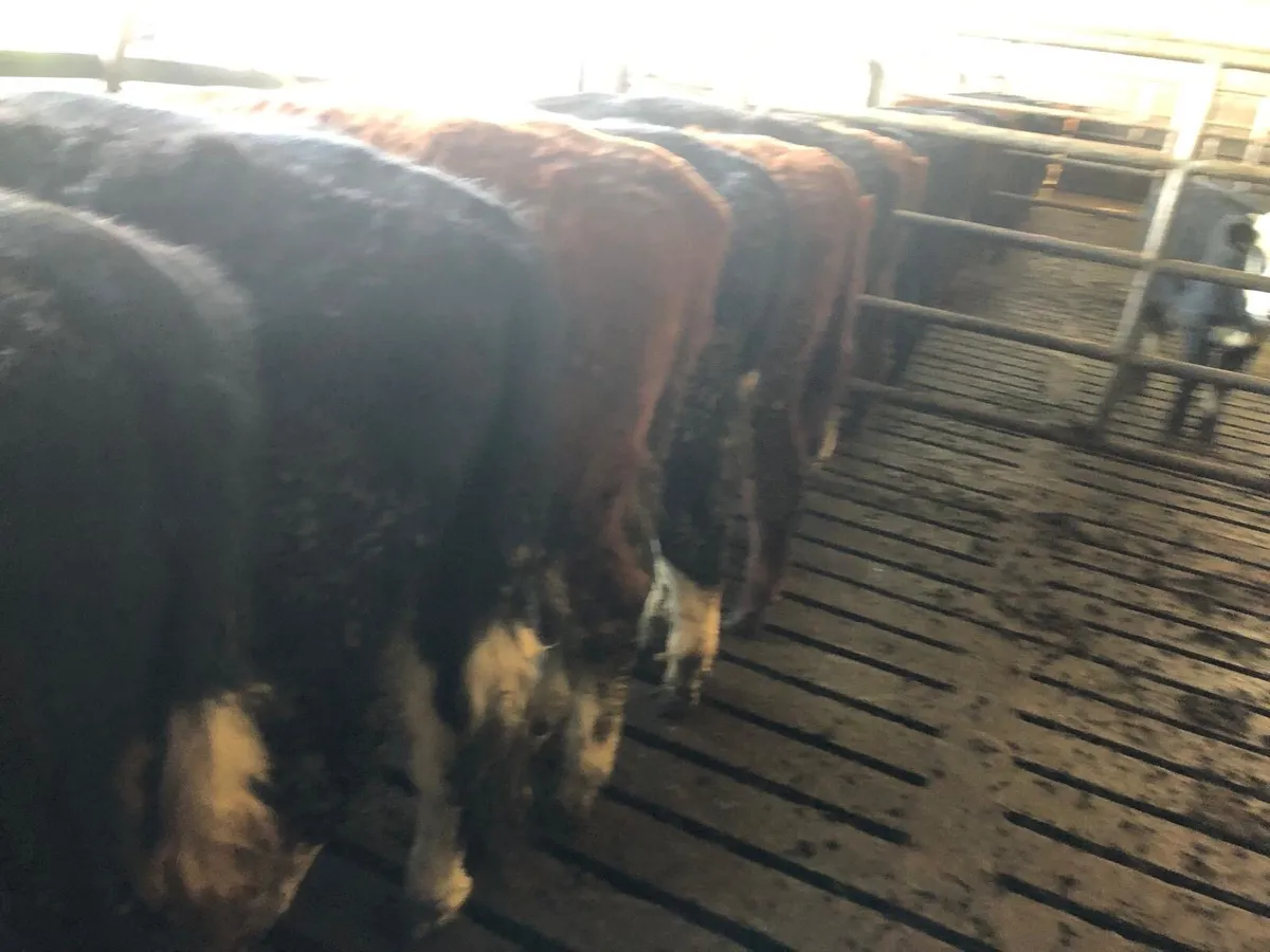 Weanling calves bulls and heifers - Image 4