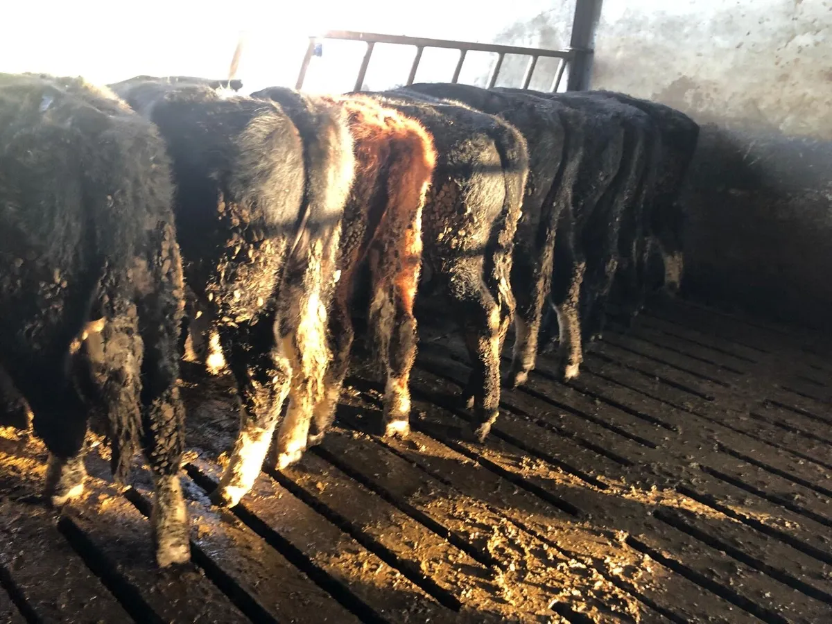 Weanling calves bulls and heifers - Image 2