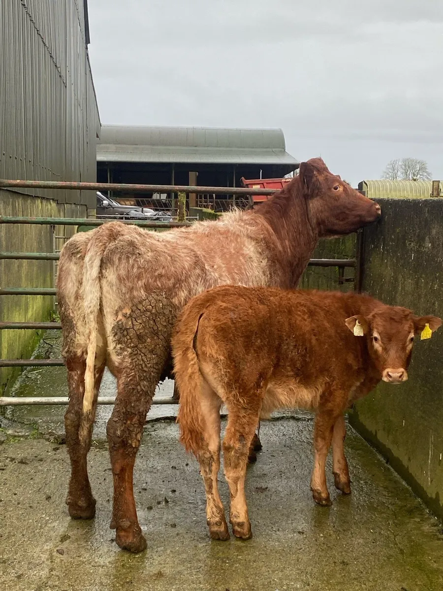 Suckler cow and calf - Image 2