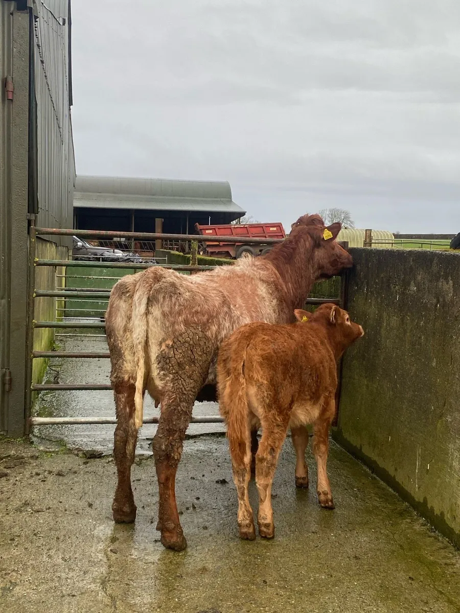 Suckler cow and calf - Image 4