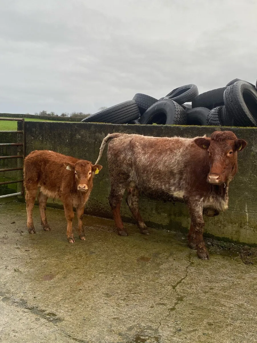 Suckler cow and calf - Image 1