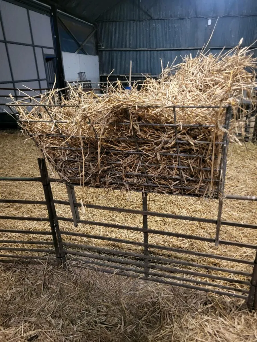 Sheep equipment - Image 1