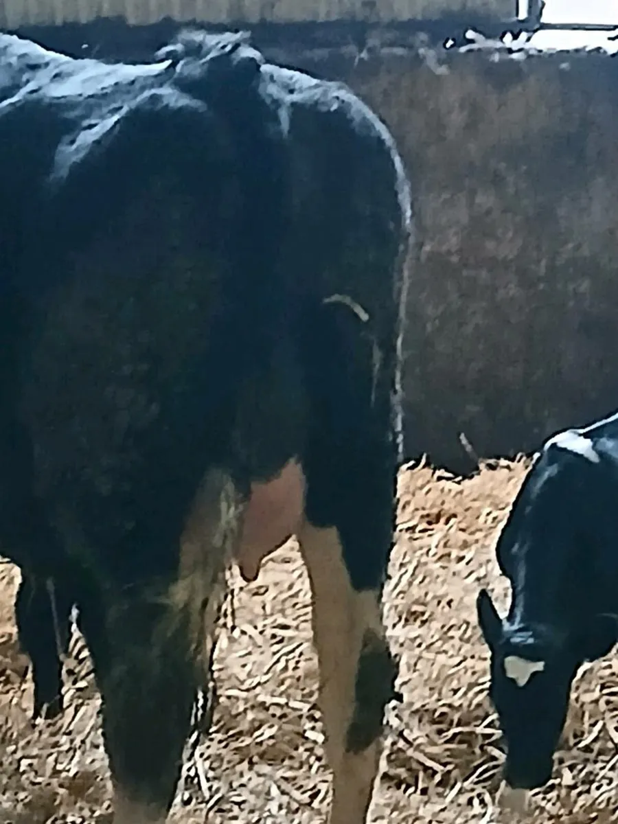 2 friesian calved heifers - Image 1
