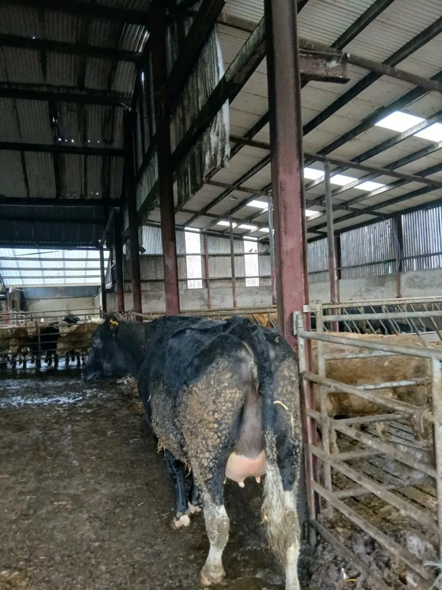 2 friesian calved heifers - Image 3