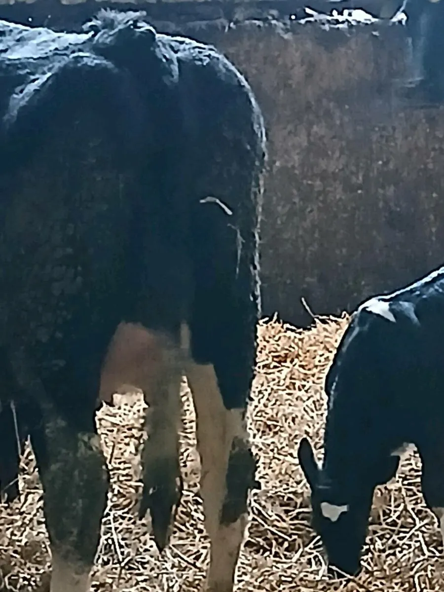 2 friesian calved heifers - Image 2