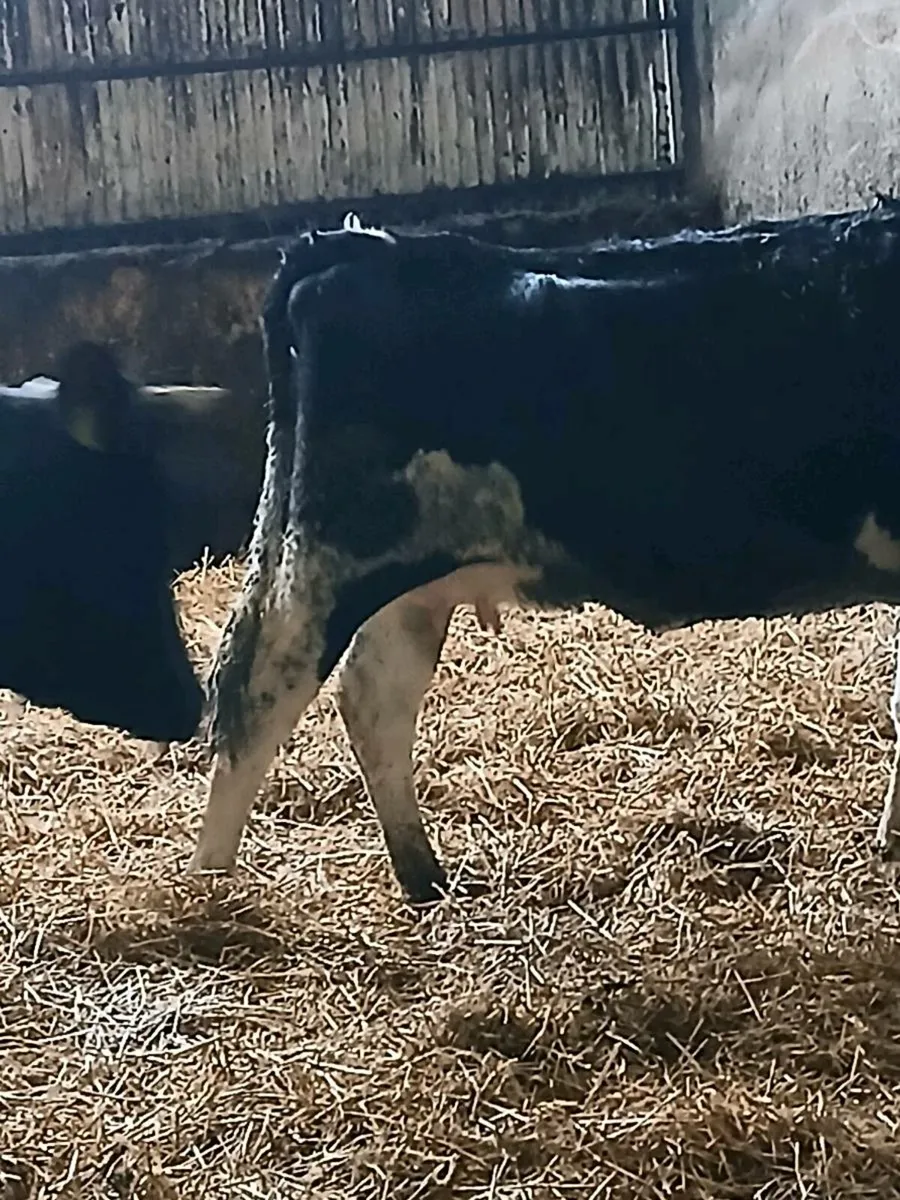 2 friesian calved heifers - Image 4