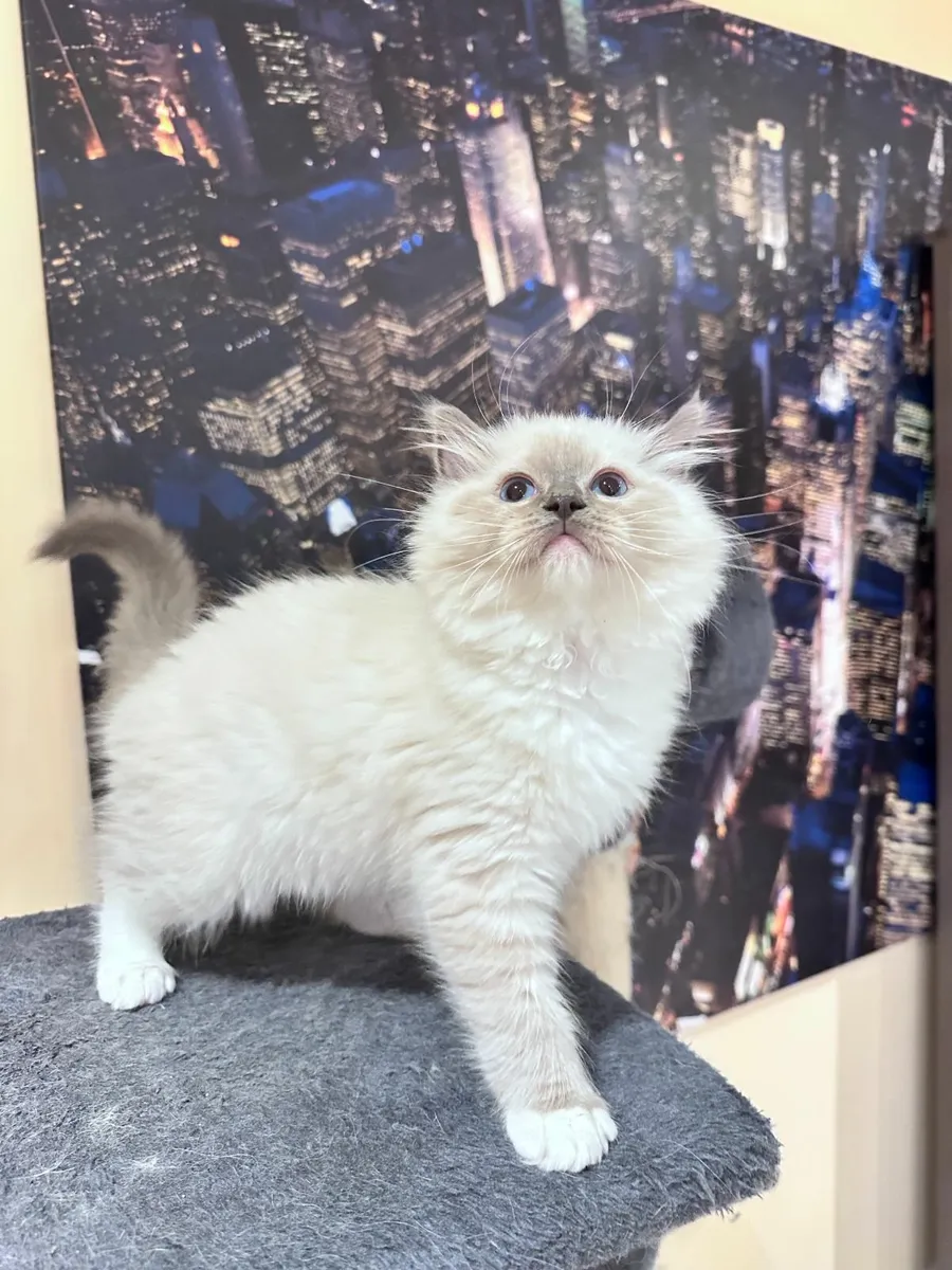 Ragdoll kittens - Image 3