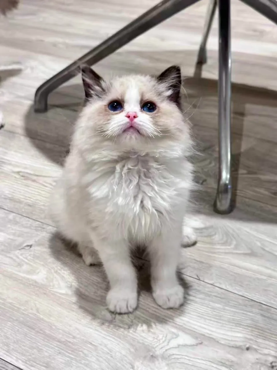 Ragdoll kittens - Image 2