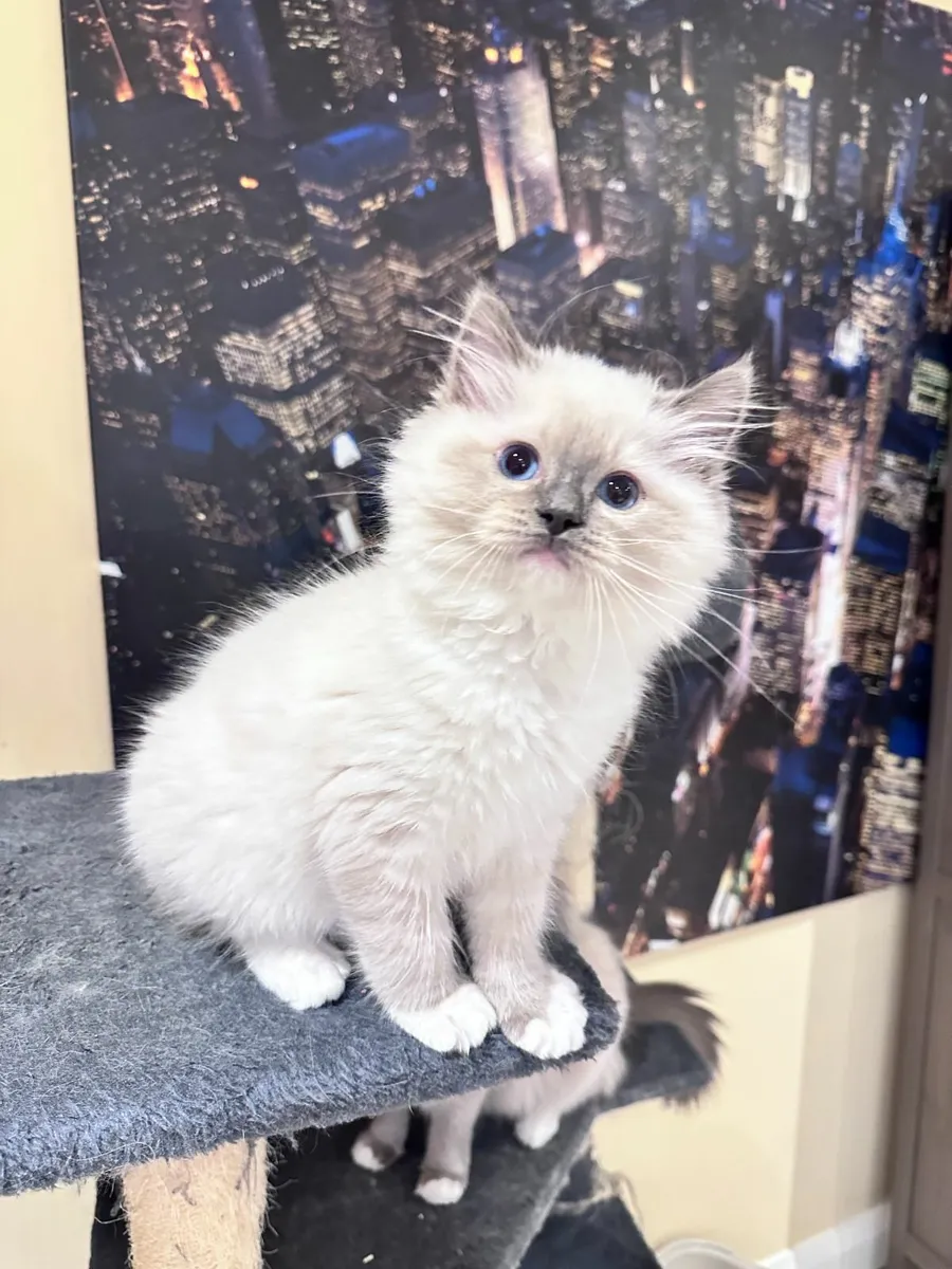 Ragdoll kittens - Image 1