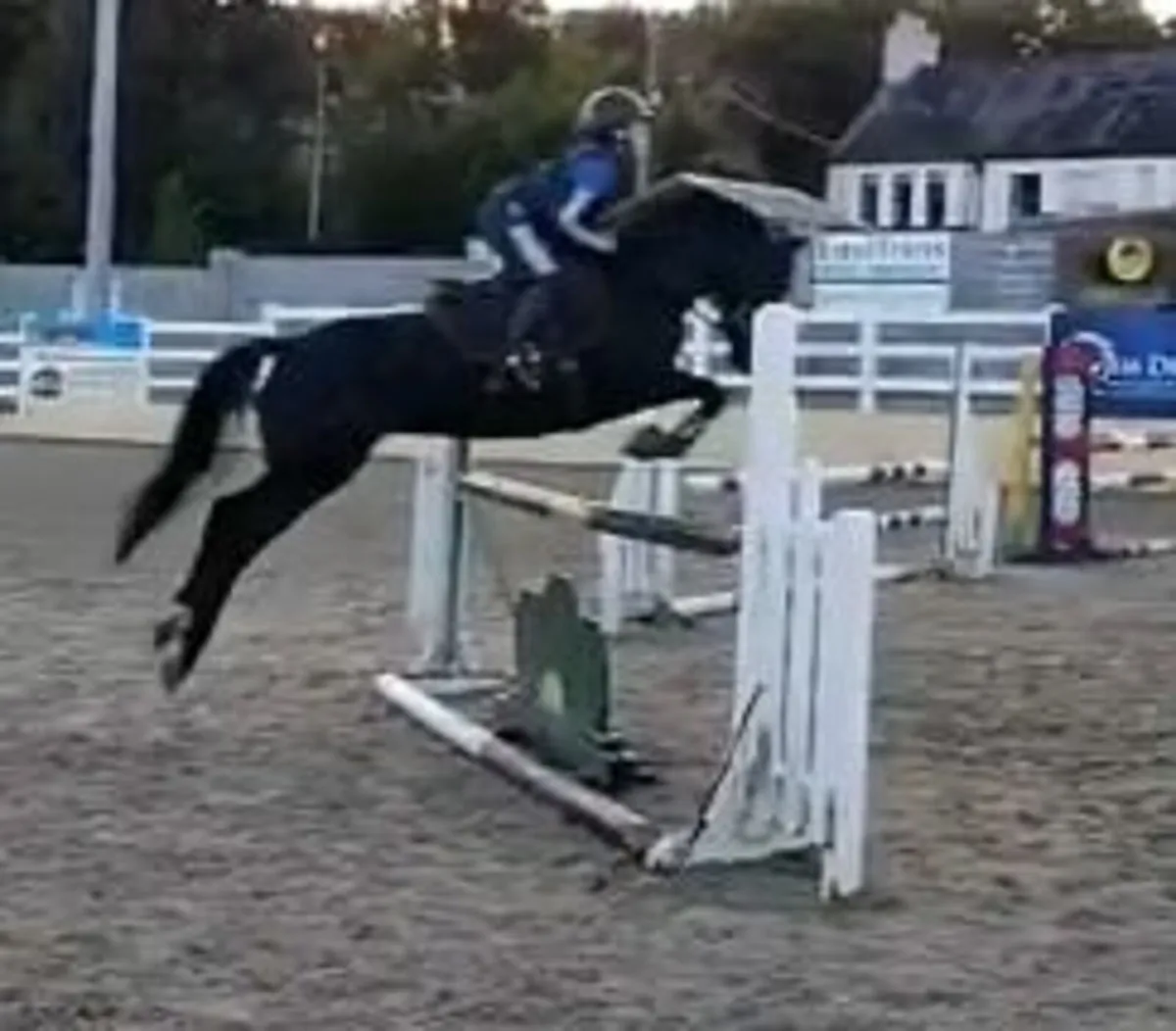 138 6YO SJ PONY - MEASURED AND IDEAL FOR RDS 6/7 - Image 3