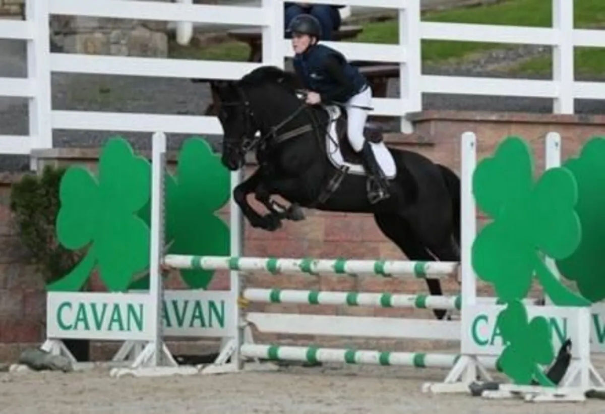 138 6YO SJ PONY - MEASURED AND IDEAL FOR RDS 6/7 - Image 4