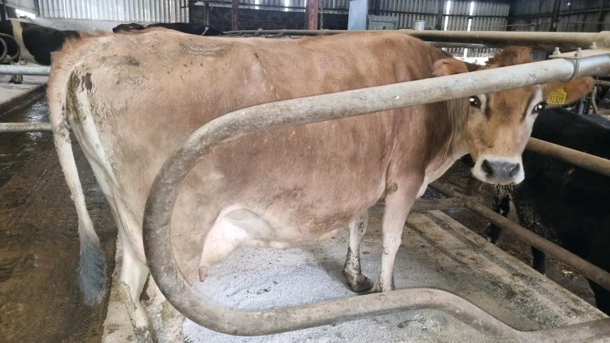 Jersey cow - Image 1