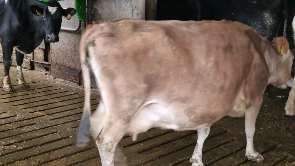 Jersey cow - Image 2