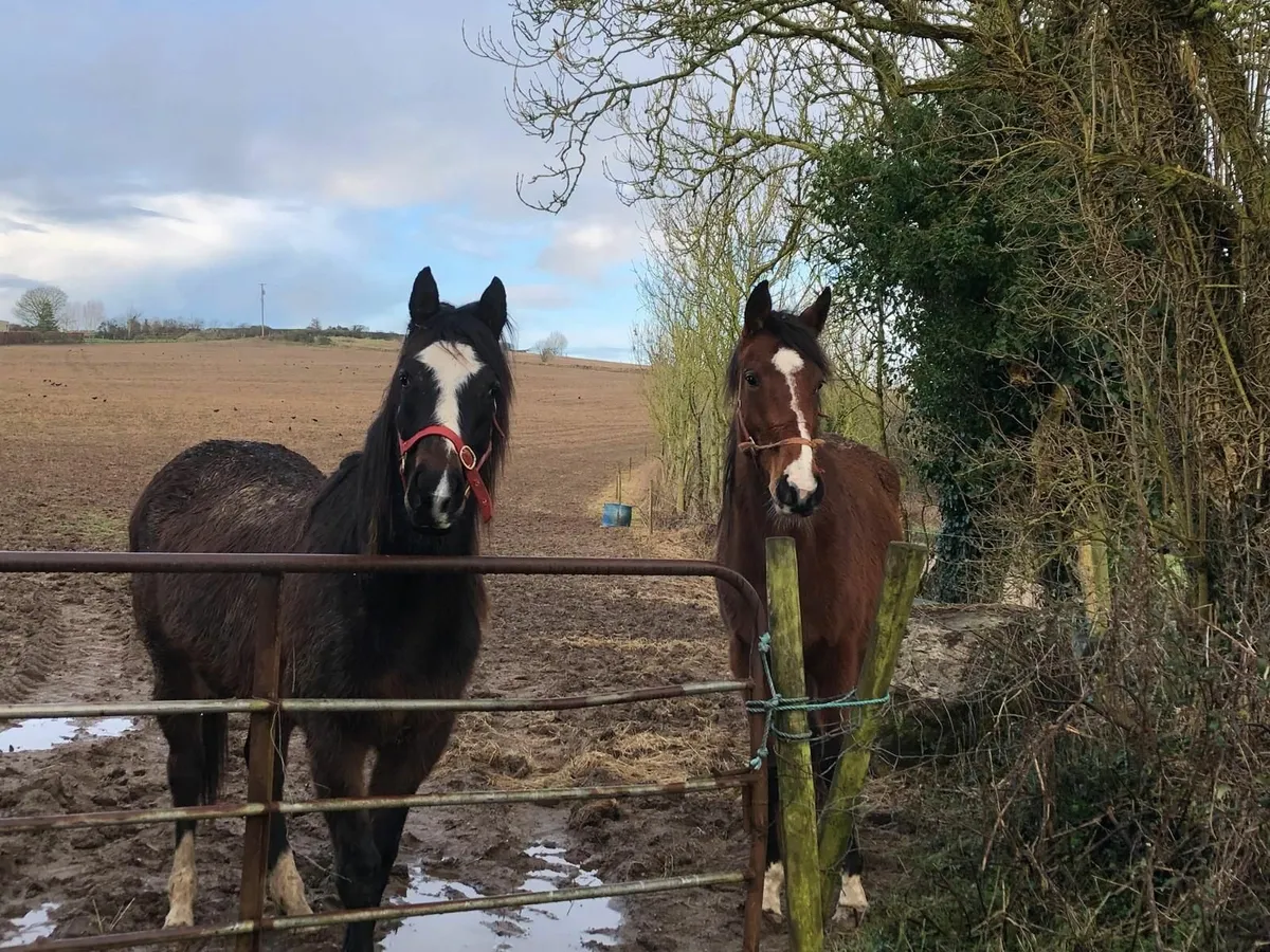 3 Year old Filly - Image 1