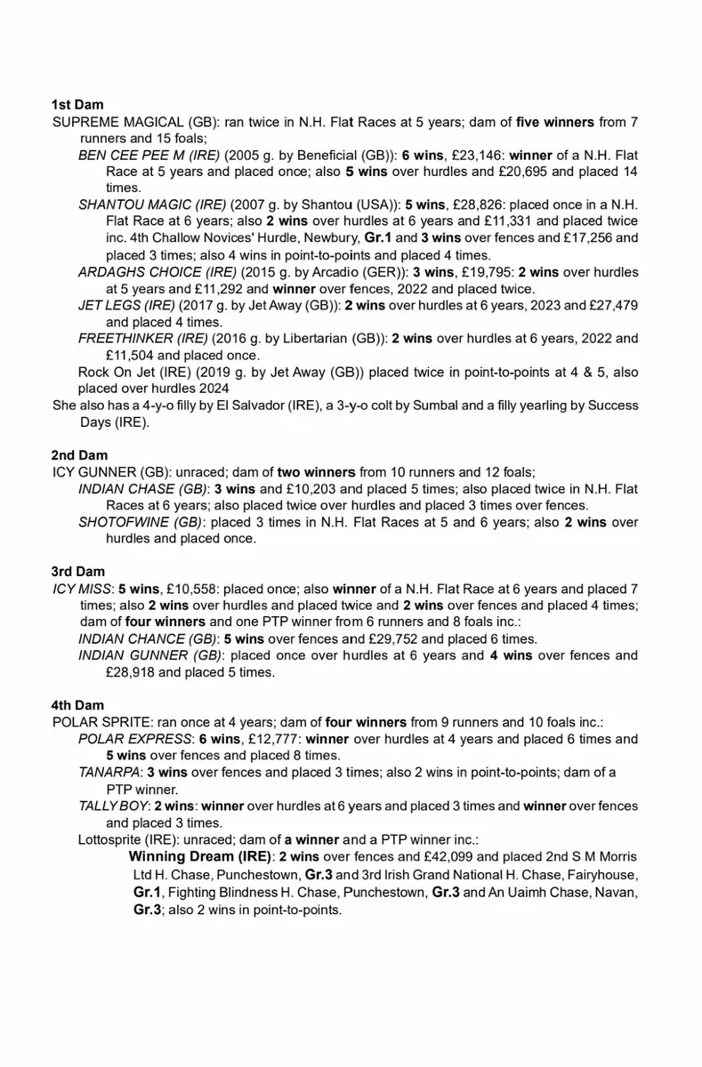 3 Year old Filly - Image 2