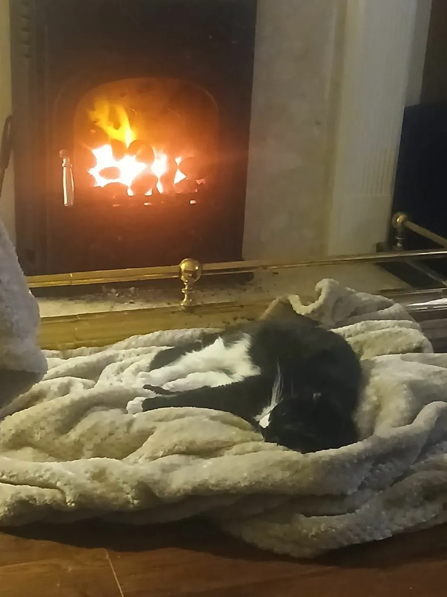 3 year old, Female Cat  (Neutered & Vaccinated) - Image 2