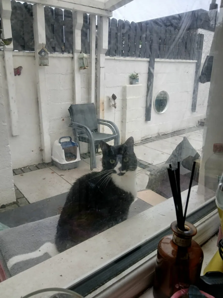 3 year old, Female Cat  (Neutered & Vaccinated) - Image 3