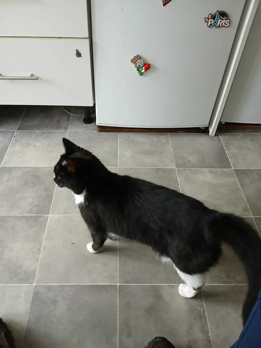 3 year old, Female Cat  (Neutered & Vaccinated) - Image 4