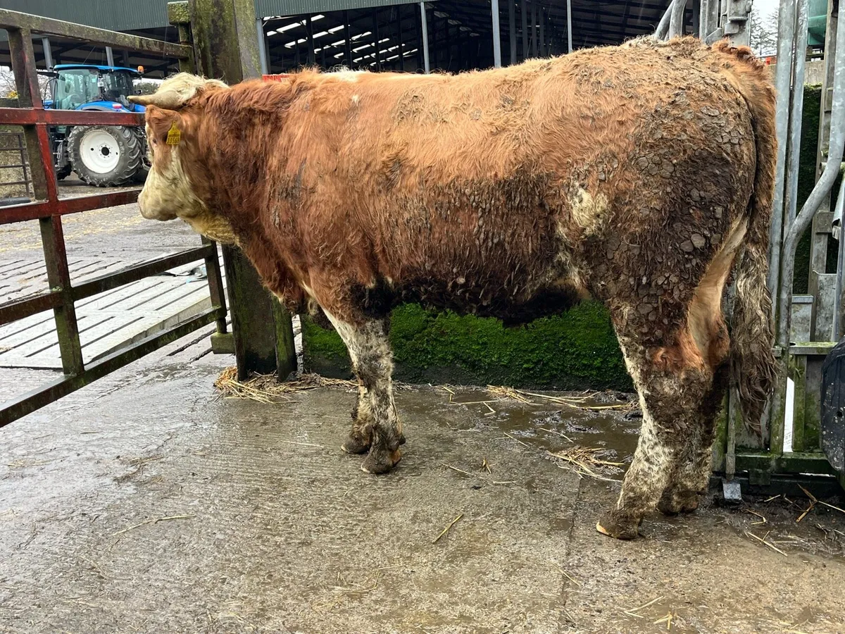 Pure Fleckvieh Bull - Image 2