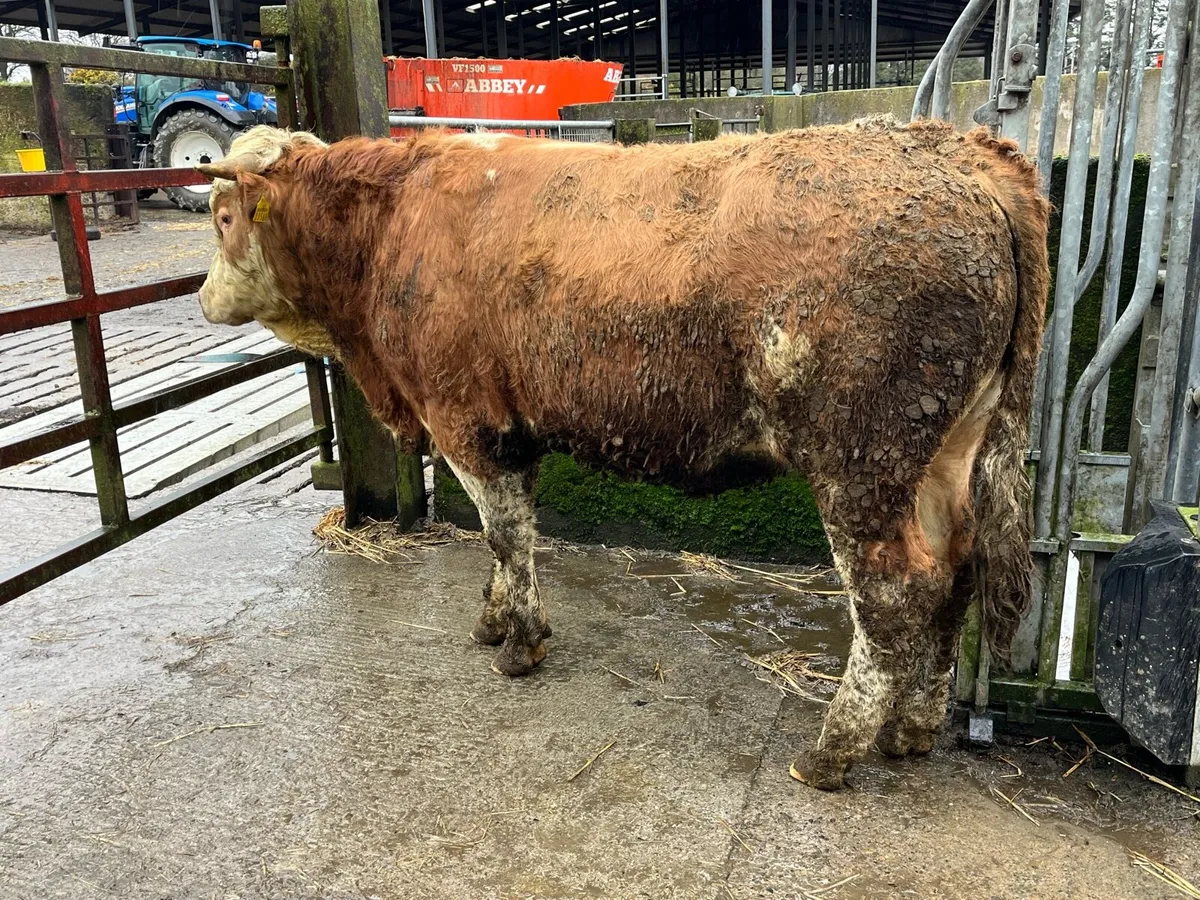 Pure Fleckvieh Bull - Image 1