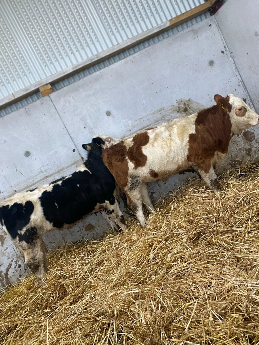 5 ⭐ Simmental heifers - Image 2