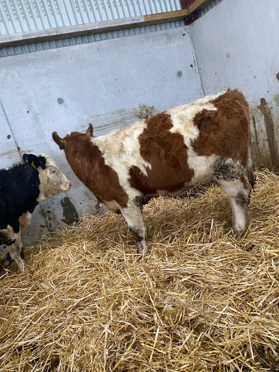 5 ⭐ Simmental heifers - Image 4