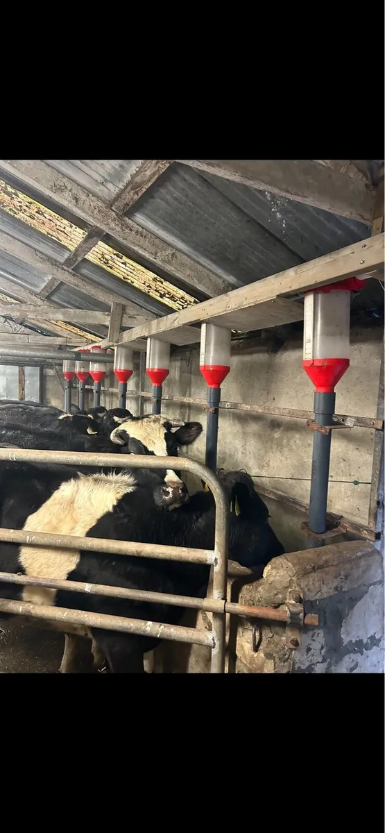 Selling Bin and 14 feeders good Condition - Image 3