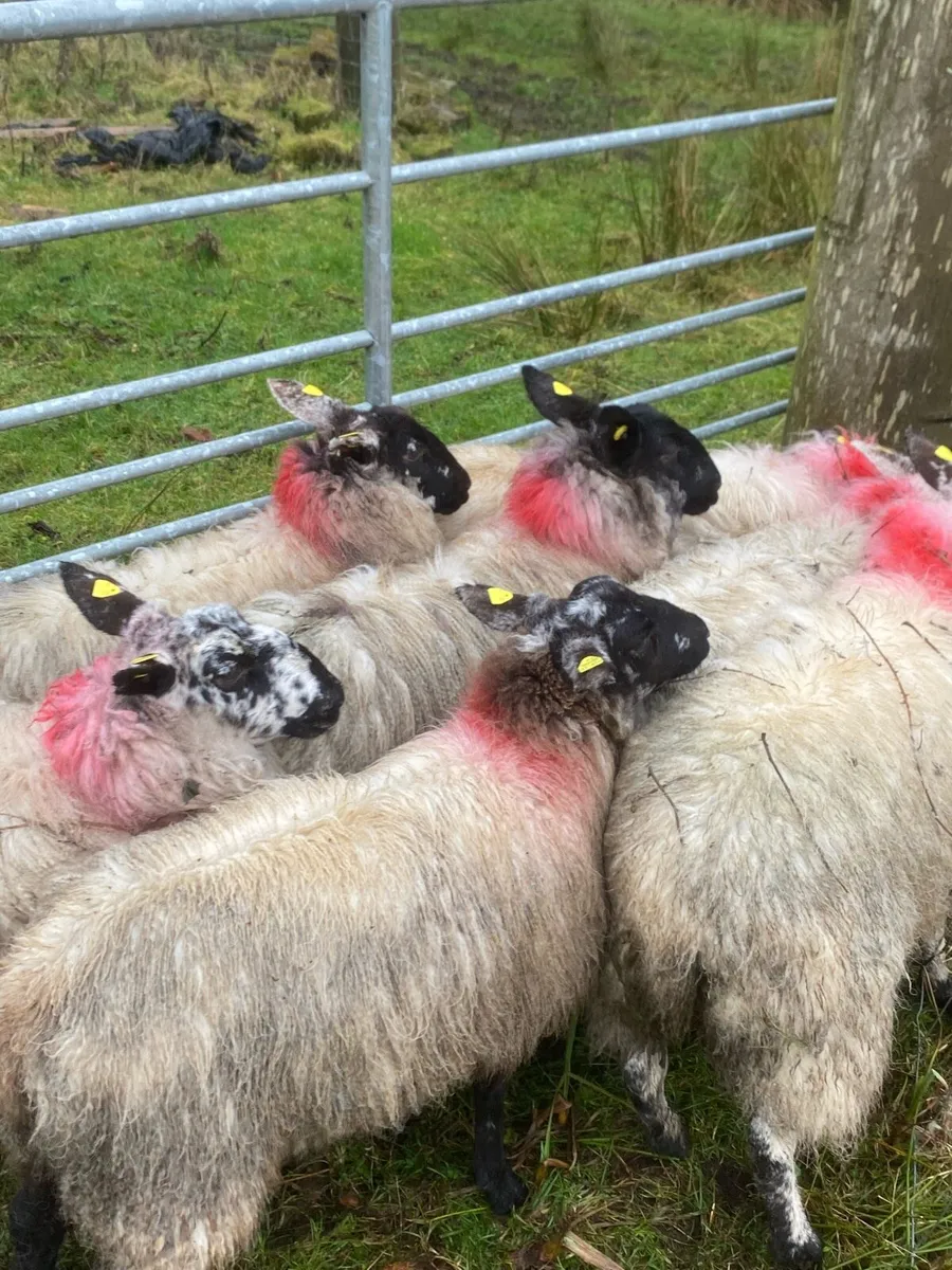 Super Milford ewe lambs - Image 1