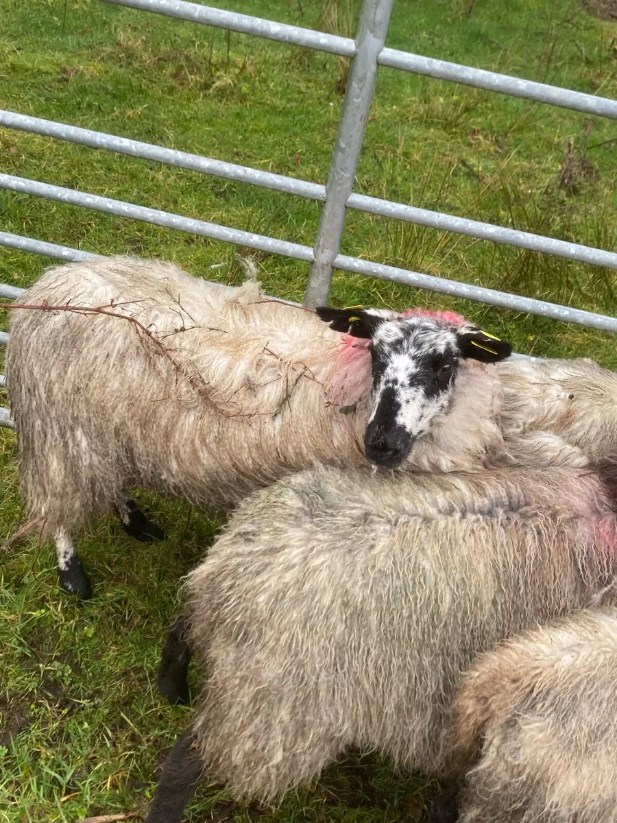 Super Milford ewe lambs - Image 2