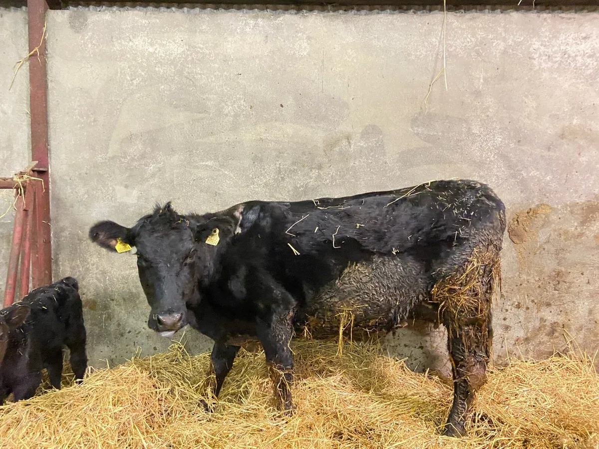 Angus Heifer and Calf - Image 4