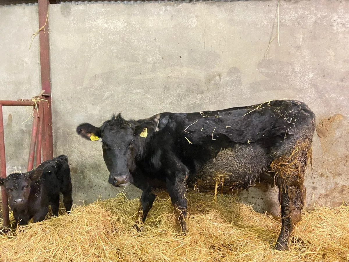 Angus Heifer and Calf - Image 1