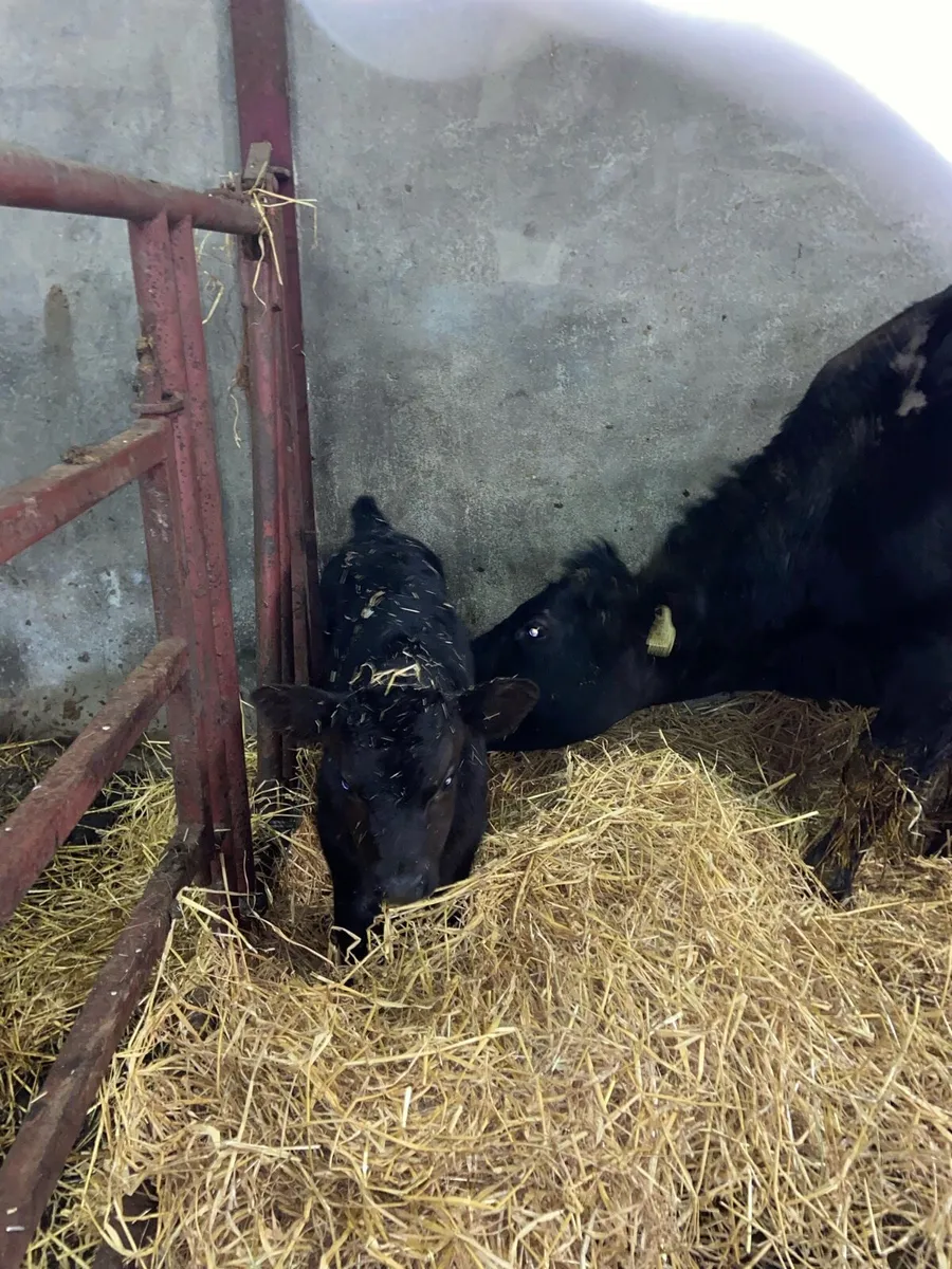 Angus Heifer and Calf - Image 2
