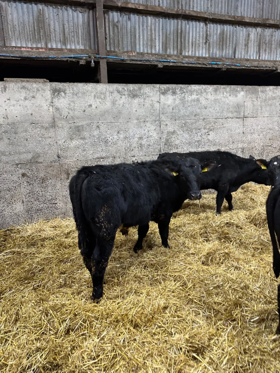 Angus bulls - Image 1