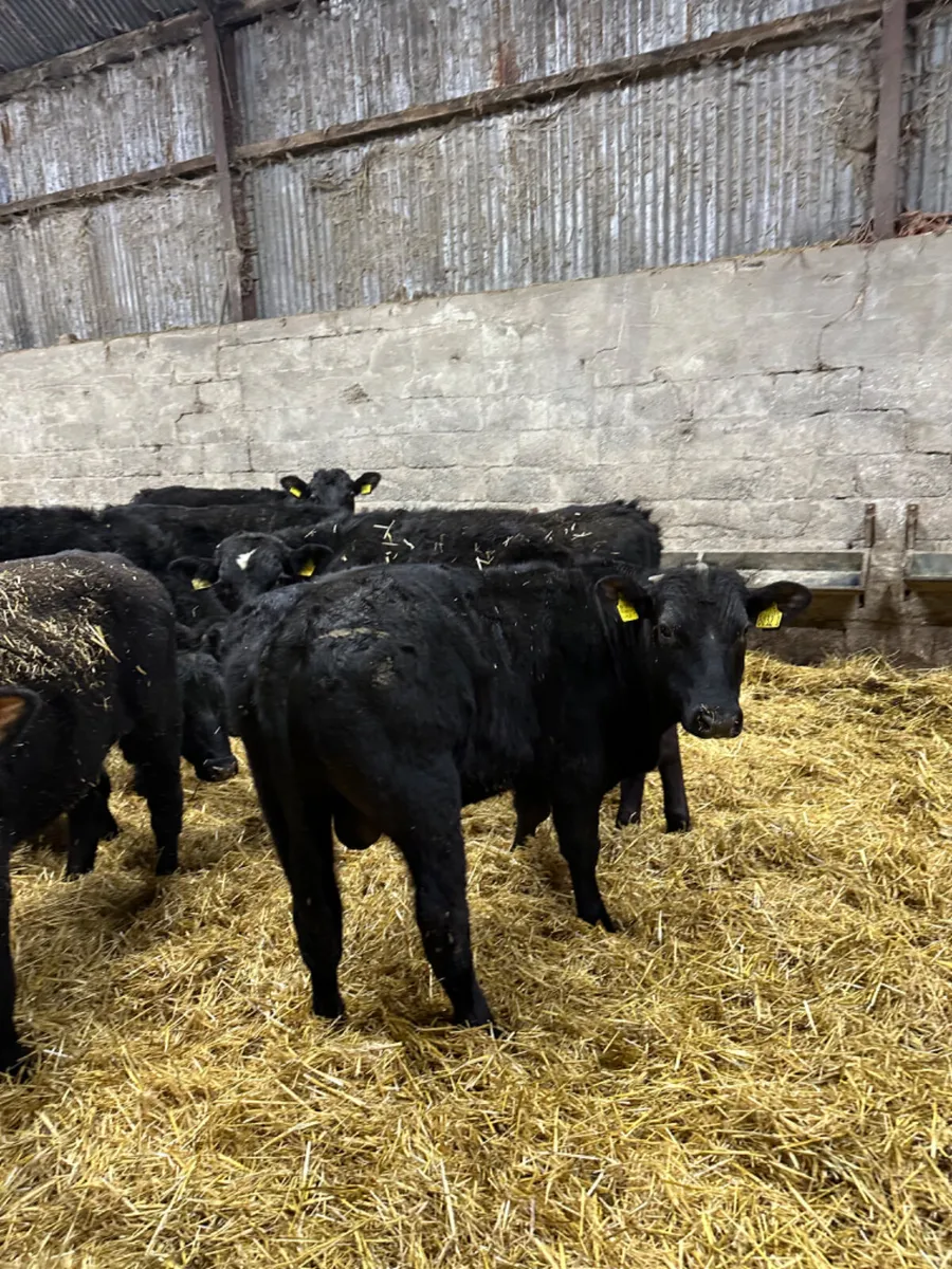 Angus bulls - Image 4