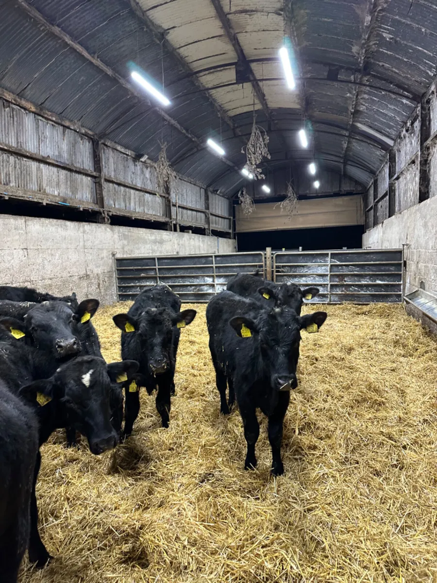 Angus bulls - Image 2