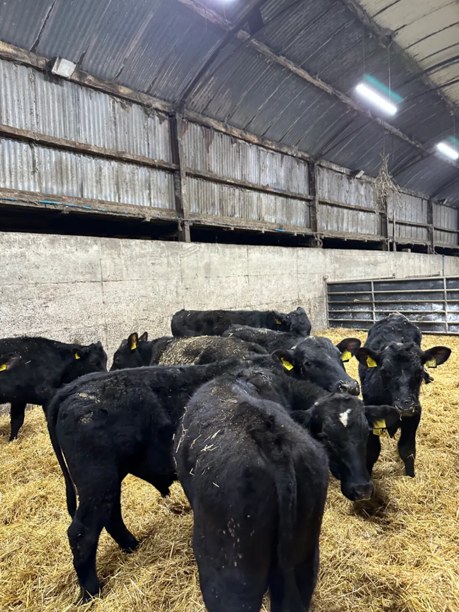 Angus bulls - Image 3