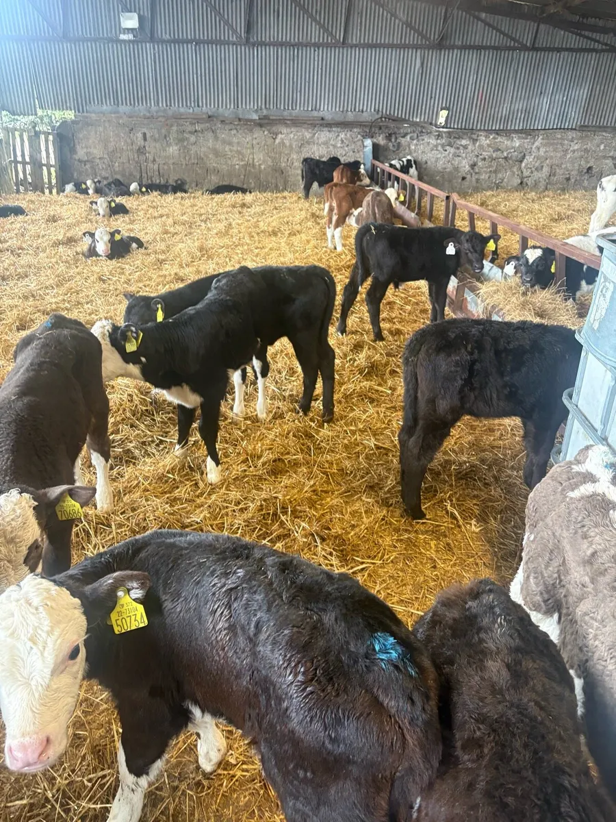 60 calves - Image 1