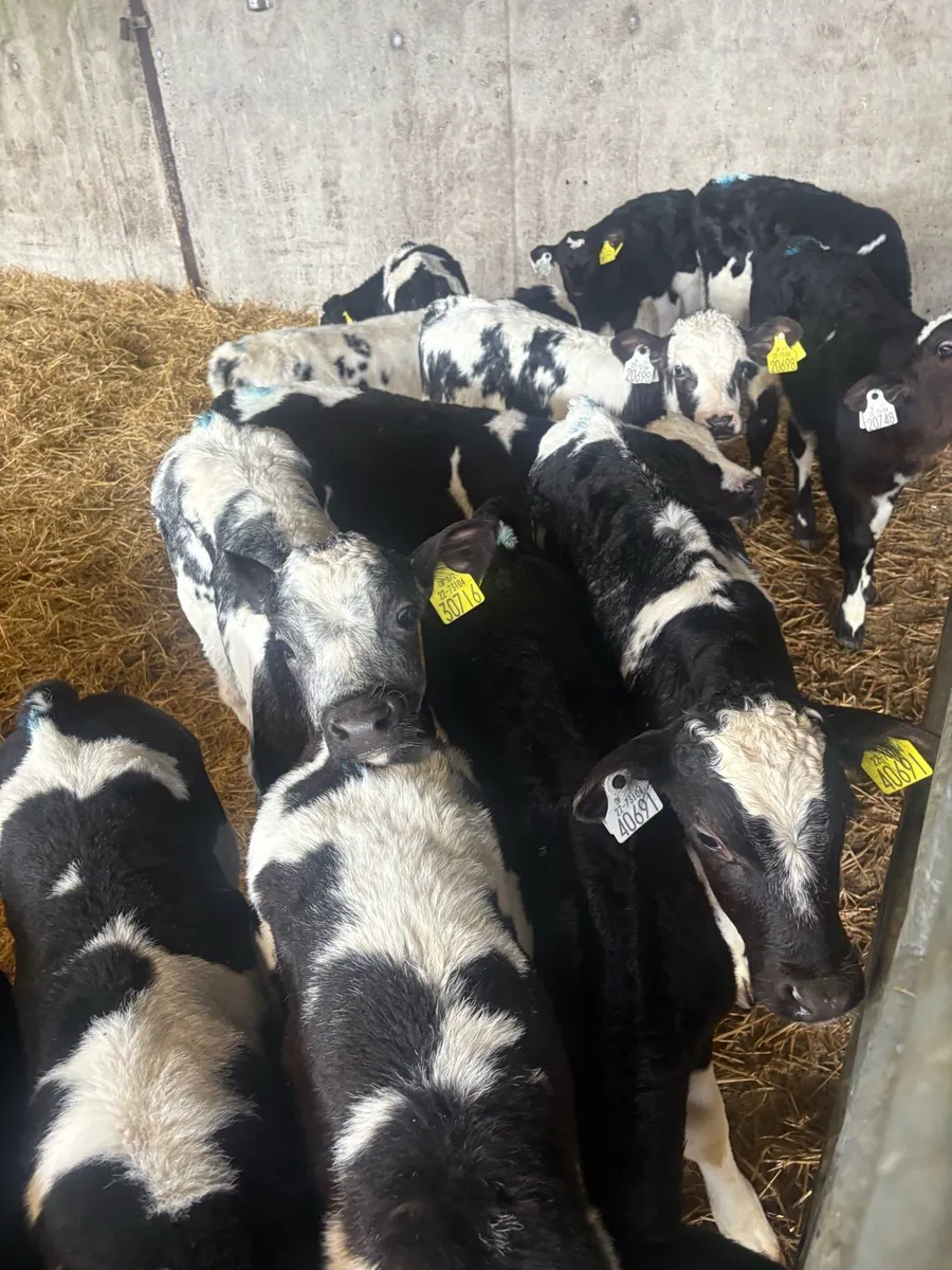 60 calves - Image 2