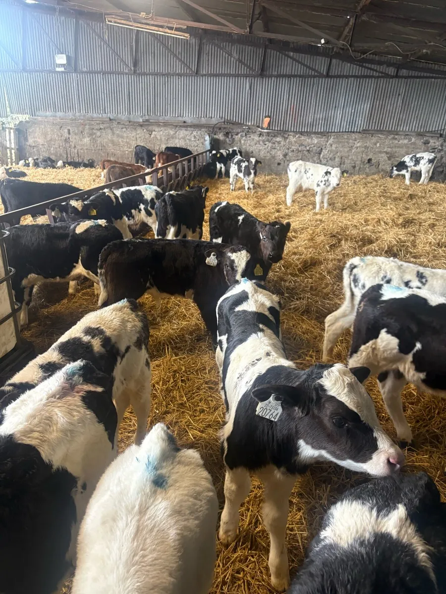 60 calves - Image 4