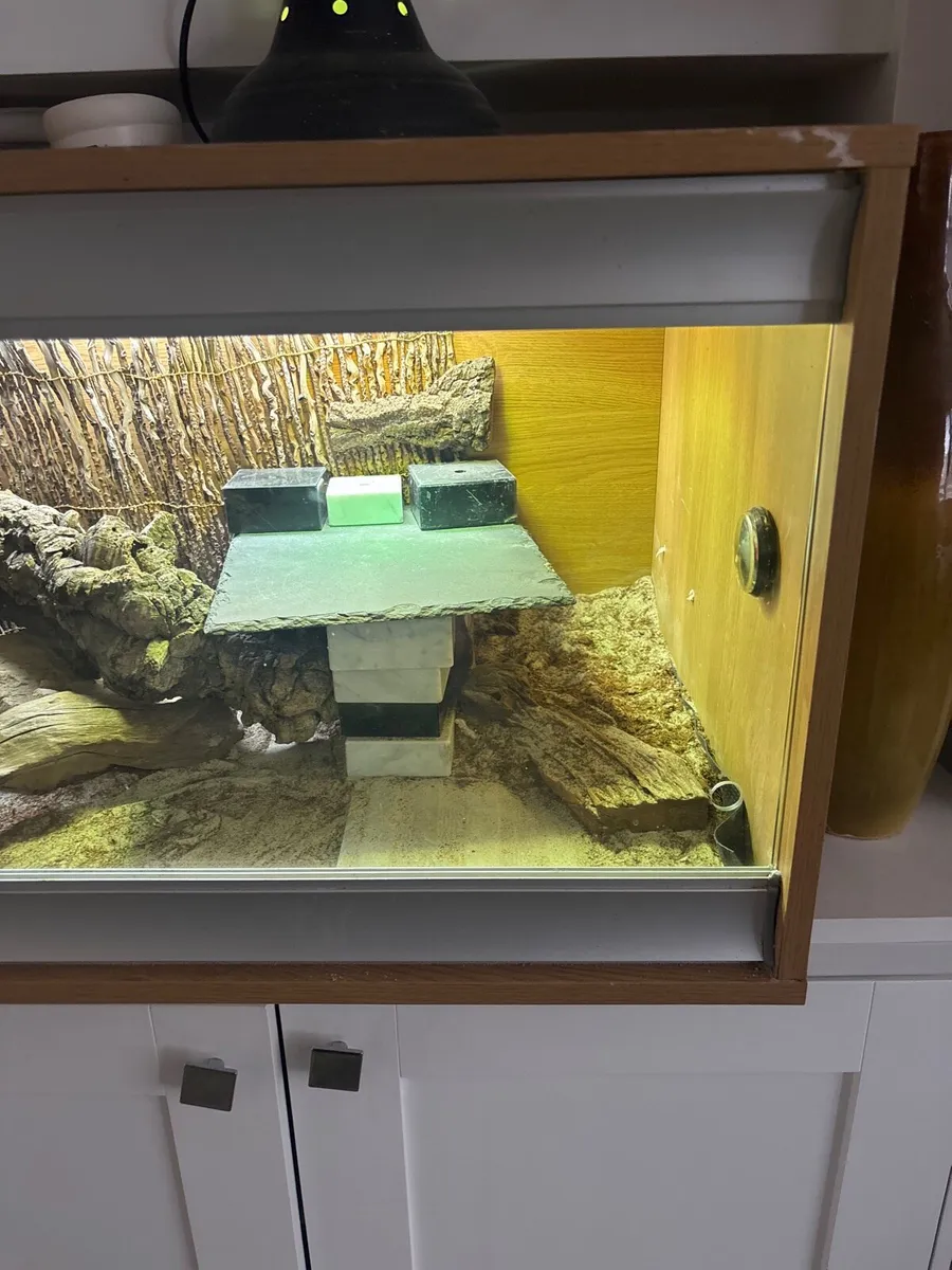 Bearded dragon - Image 3