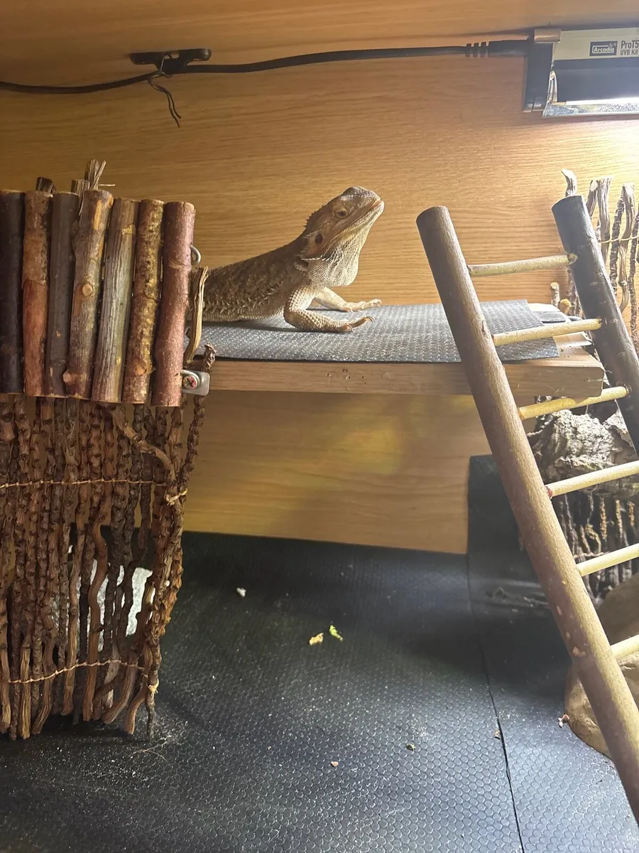 Bearded dragon - Image 4