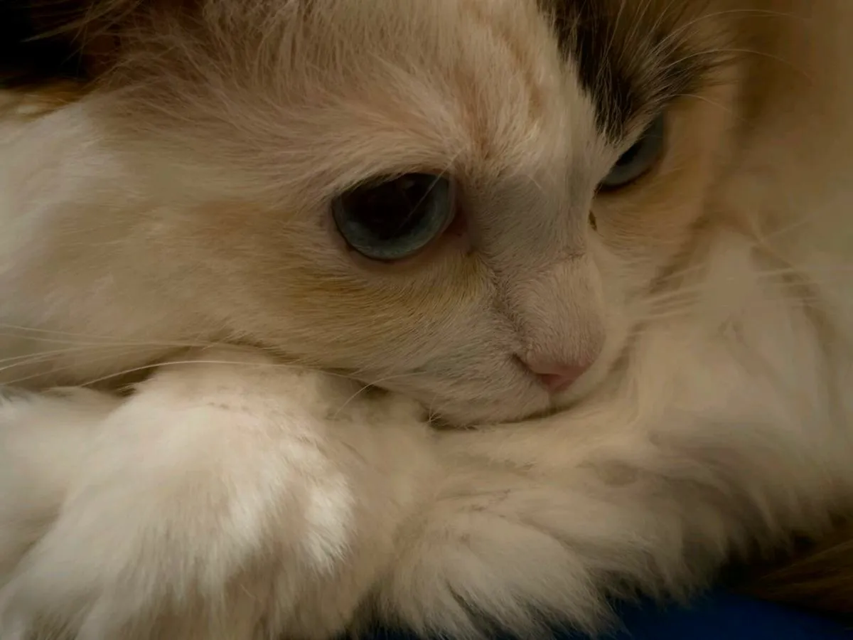 Carlow: Indoor Cat Needs Home - Image 1