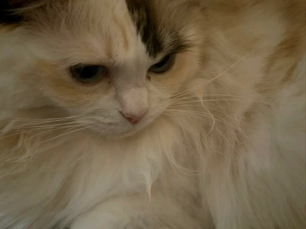 Carlow: Indoor Cat Needs Home - Image 2